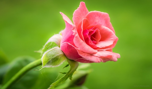 Rosa